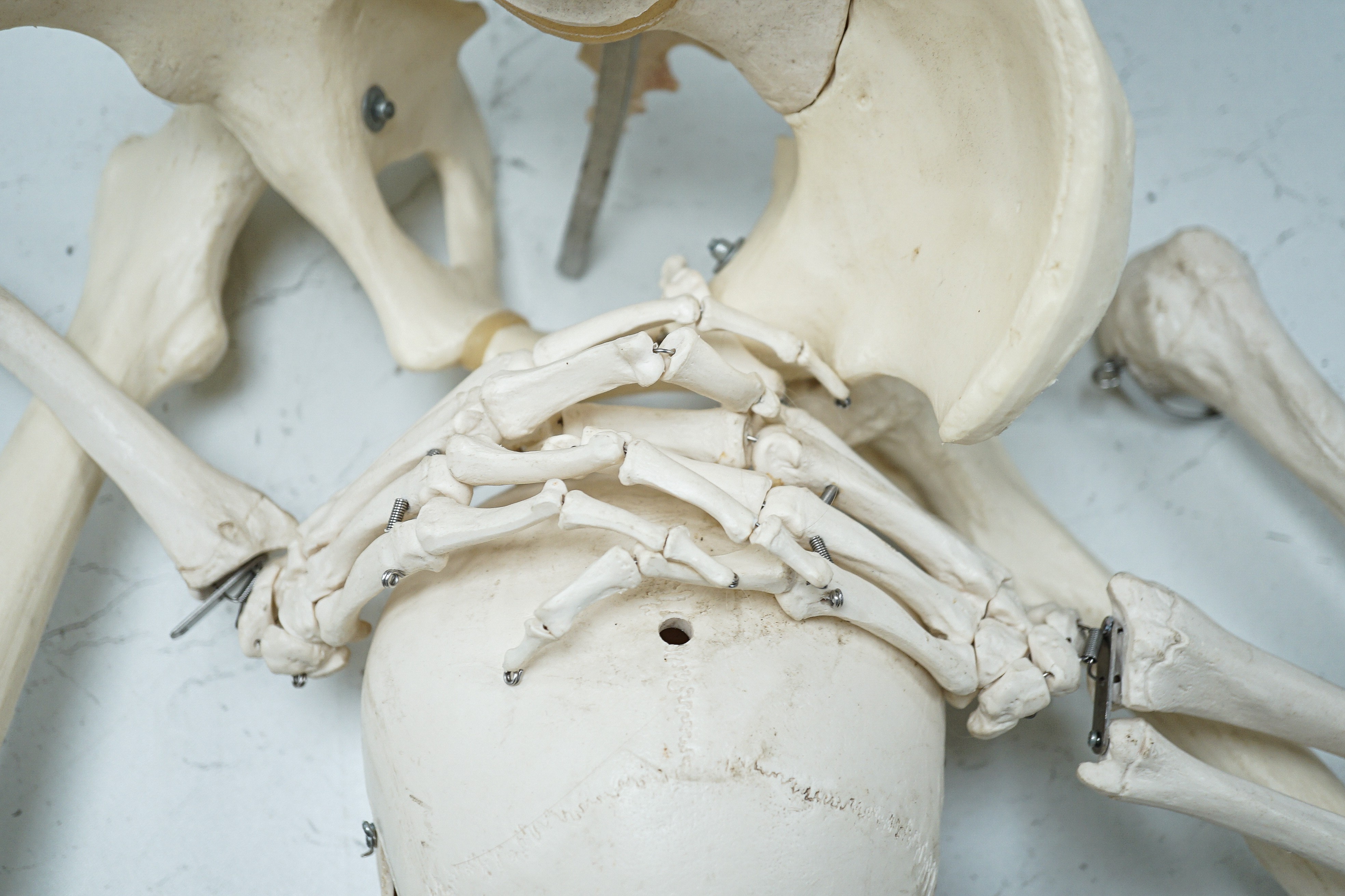 A faux human skeleton, 160 cms high not including skull.